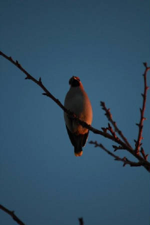waxwing_tramore_20012011_img_4038.jpg