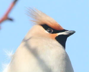waxwing_tramore_22012011_068.jpg