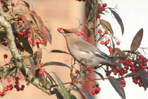 waxwing_tramore_22012011_070.jpg