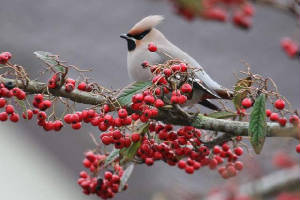 waxwing_tramore_27012011_img_2432_small.jpg