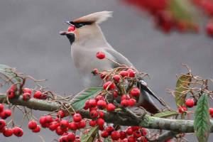 waxwing_tramore_27012011_img_2476_small.jpg