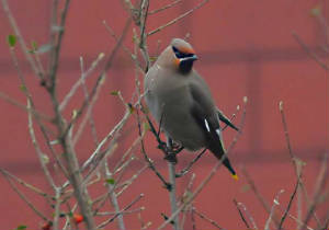 waxwing_waterfordcity_12022009_040.jpg
