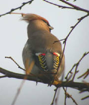waxwingmale_abbeyside_45dec2004.jpg