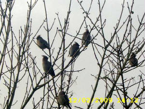 waxwings_stherblainpk_120209_041.jpg