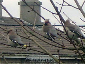 waxwings_stherblainpk_160209_sta72470.jpg