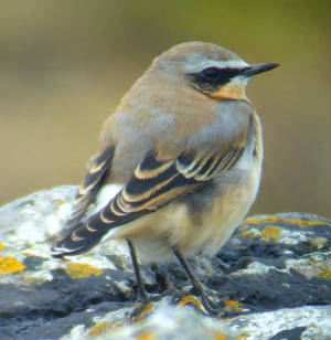 wheatear_ballinard_19aug2006.jpg