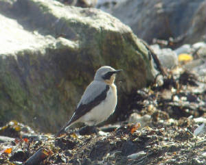 wheatear_ballinclamper_17032012_mc_snv38919.jpg