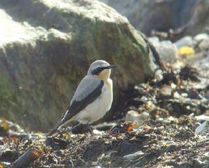 wheatear_ballinclamper_17032012_mc_snv38920.jpg