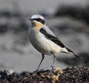 wheatear_ballinclamper_18032012_dc_img_1360_medium.jpg