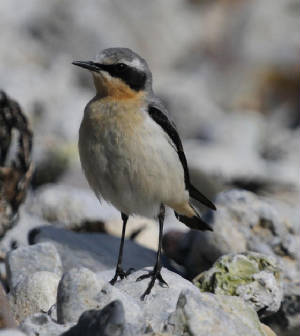 wheatear_ballinclamper_18032012_dc_img_1377_medium.jpg