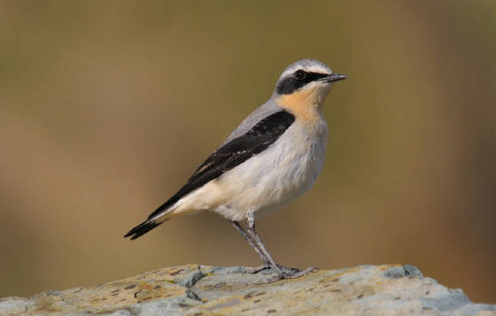 wheatear_ballyquin_13032013_adm_1.jpg