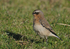 wheatear_beakless_ballyquin_01112012_adm_05.jpg