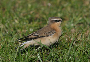 wheatear_beakless_ballyquin_01112012_adm_08.jpg