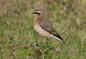 wheatear_beakless_ballyquin_01112012_adm_tongue.jpg