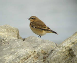 wheatear_clonea_19092009_p1160732.jpg