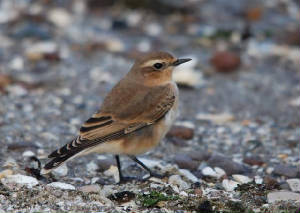 wheatear_cunnigar_04092009_dsc_0111_.jpg