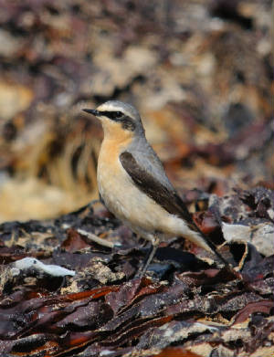 wheatear_curragh1_02052012_adm.jpg