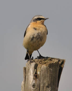 wheatear_curragh2_02052012_adm.jpg