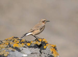 wheatear_curragh_adm_01092012.jpg