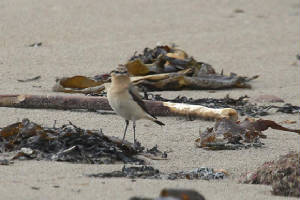 wheatear_f_whitingbay_24032010_img_9724_small.jpg