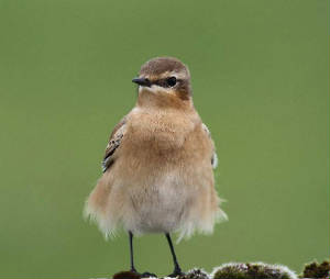 wheatear_helvick_06092010_img_0785_small.jpg