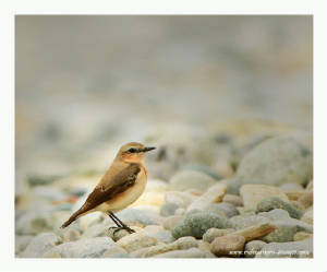 wheatear_kilmurrin_rz_31032012.jpg