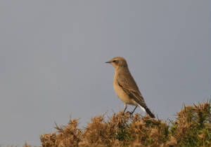 wheatear_ram_adm_26082012.jpg