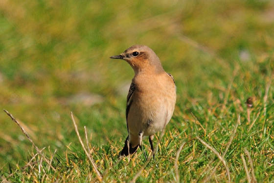 wheatear_ramhd_20092011.jpg