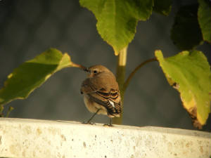 wheatear_seafield_27082011_023.jpg