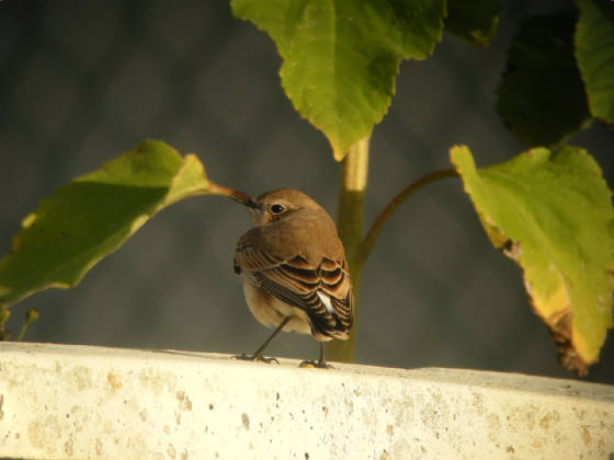 wheatear_seafield_27082011_023.jpg