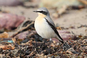 wheatear_whitingbay_06032010_img_7777_small.jpg