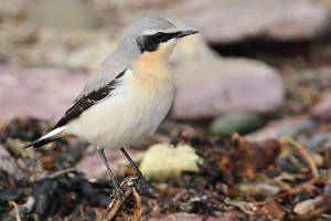 wheatear_whitingbay_06032010_img_7786_small.jpg