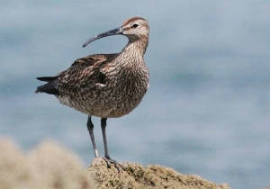 whimbrel1a_curragh_may2011.jpg