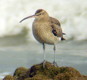 whimbrel_ballinard_27dec2006.jpg