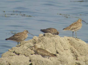 whimbrel_ballinclamper_19042009_snv32568.jpg