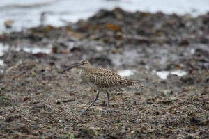 whimbrel_ballinclamper_25042009_img_0110_small.jpg