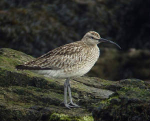 whimbrel_ballinclamper_26042009_p1160247.jpg