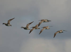 whimbrel_curragh_adm_18042012.jpg