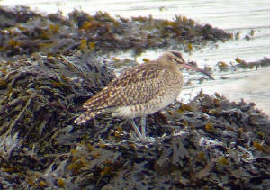 whimbrel_knockanpower_17dec2006.jpg