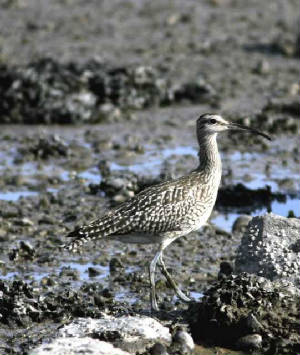 whimbrel_tramorebackstrand_210609.jpg