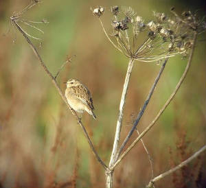 whinchat_ballyvooney_10102009_snv34476.jpg