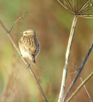 whinchat_ballyvooney_10102009_snv34478.jpg