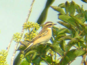 whinchat_helvick_23sep2006.jpg