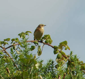 whinchat_whitingbay_11092010_snv35131.jpg