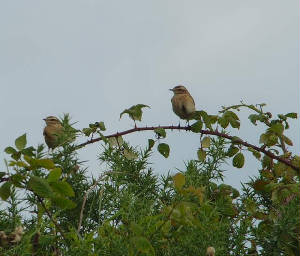 whinchat_whitingbay_11092010_snv35136.jpg