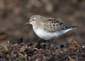 whiterumpedsandpiper2_clonea_25102010.jpg