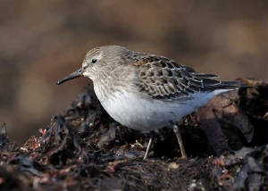 whiterumpedsandpiper3_clonea_25102010.jpg