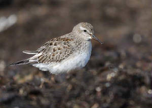 whiterumpedsandpiper_clonea_25102010.jpg