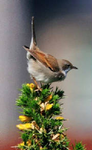 whitethroat4sl_ramhd_02062011.jpg