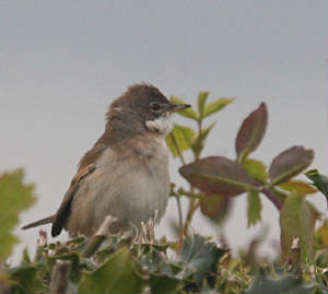 whitethroat_ballyvoyle_04052012_dc_img_5528_medium.jpg